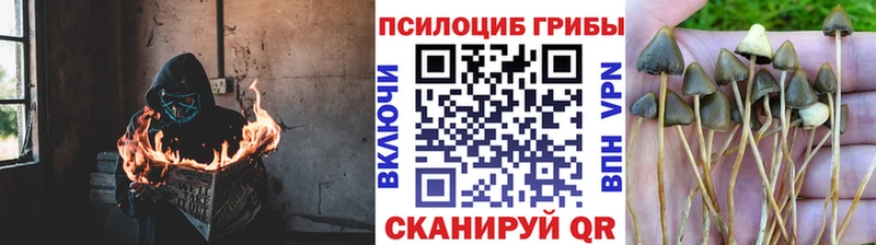 Галлюциногенные грибы мицелий  хочу наркоту  Дальнегорск 